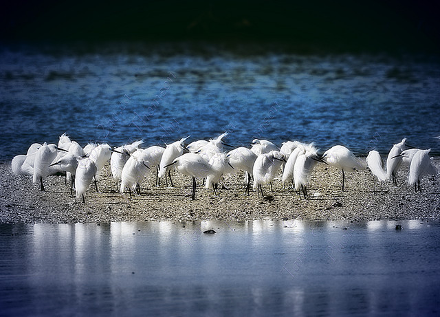 Local gang of Snowy Egrets on a windy day