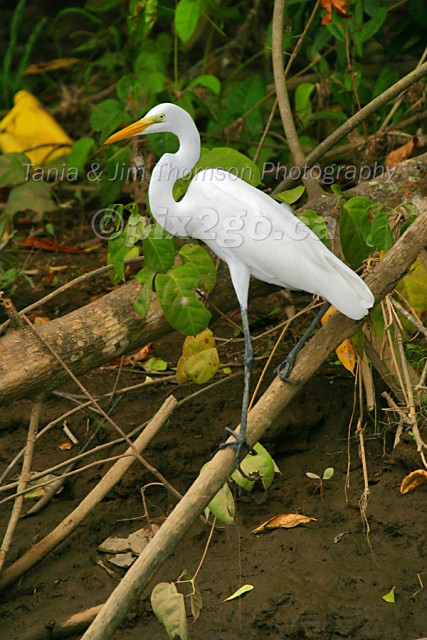 HIGH AND DRY
Great Egret
Ardea alba
December 22, 2004 