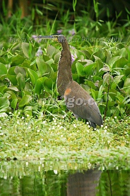 HIDE AND SEEK
Bare-throated Tiger Heron
Tigrisoma mexicanum
December 31, 2004 