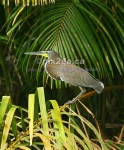 CROUCHING TIGER
Bare-Throated Tiger Heron
Tigrisoma mexicanum
December 31, 2004 