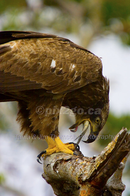 FIN-ISHED
Bald Eagle
Haliaeetus leucocephalus
Dec. 7, 2005