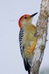 NAUGHTY BY NATURE
Red-Bellied Woodpecker
Melanerpes carolinus
Dec. 8, 2005