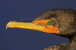 GREEN WITH ENVY
Double-Crested Cormorant
Phalacrocorax auritus
Dec. 5, 2005