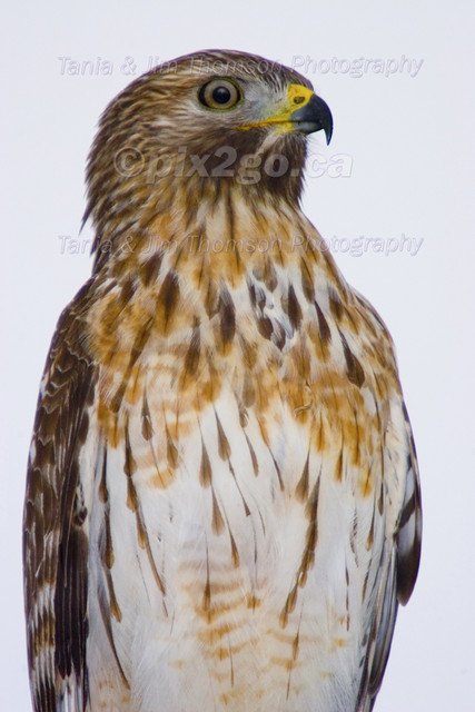 PORTRAIT
Red-Shouldered Hawk
Buteo lineatus
Nov., 26, 2005