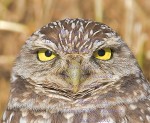 BURROWING OWL
Athene cunicularia
Dec. 01, 2011