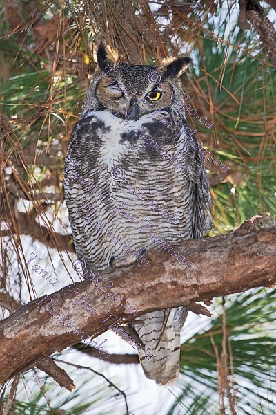 GREAT HORNED OWL
Bubo virginianus
Dec. 4, 2011