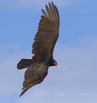 SKY PATROL
Turkey vulture
Cathartes aura
Mar. 5, 2007