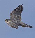 JUST PASSING
Peregrine Falcon
Falco peregrinus
March 2, 2007