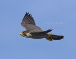 ROCKETMAN
Peregrine Falcon
Falco peregrinus
Mar. 2, 2007