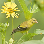 AMERICAN GOLDFINCH
Carduelis tristis
August 2, 2010