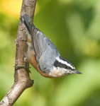 RED-BREASTED NUTHATCH
Sitta canadensis
August 28, 2010
