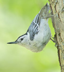 AW NUTS!
White-Breasted Nuthatch
Sitta carolinensis 
August 2, 2010