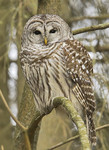 
BARRED OWL
Strix varia
Jan. 23, 2010