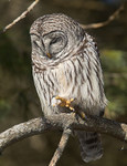
BARRED OWL
Strix varia
Feb. 7, 2010