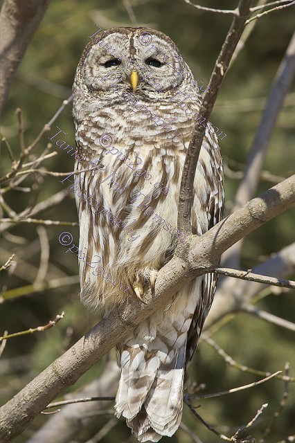 BARRED OWL
Strix varia
February 23, 2011
