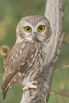 NORTHERN SAW-WHET OWL
Aegolius acadicus
Nov. 11, 2010
