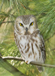 NORTHERN SAW-WHET OWL
Aegolius acadicus
Nov. 22, 2009