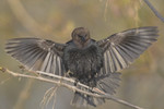 BROWN-HEADED COWBIRD
Molothrus ater
May 3, 2009