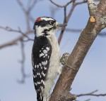 DOWNY WOODPECKER
Picoides pubescens
Sept. 3, 2007