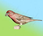 HOUSE FINCH
Carpodacus mexicanus
May 31, 2009