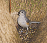 LOOK WHO IS HERE!
Tufted Titmouse
Baeolophus bicolor
April 5, 2008