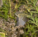 WHAT A FLAP
Ruby-Crowned Kinglet
Regulus calendula
October 28, 2007