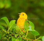YELLOW WARBLER
Dendroica petechia
July 3, 2006
