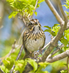 LINCOLN'S SPARROW
Melospiza lincolnii
May 10, 2008
