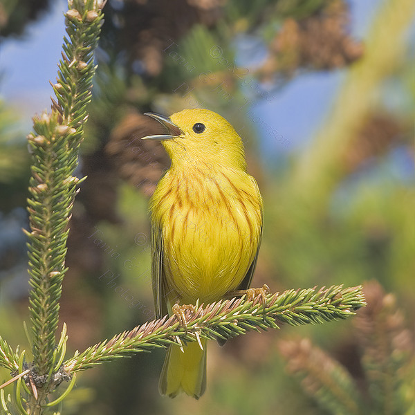 YELLOW WARBLER
Dendroica petechia
May 2, 2009