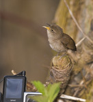 WITH A SONG
IN MY HEART
House Wren
Troglodytes aedon
April 27, 2008