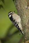 DOWNY WOODPECKER
Picoides pubescens
Sept. 3, 2007