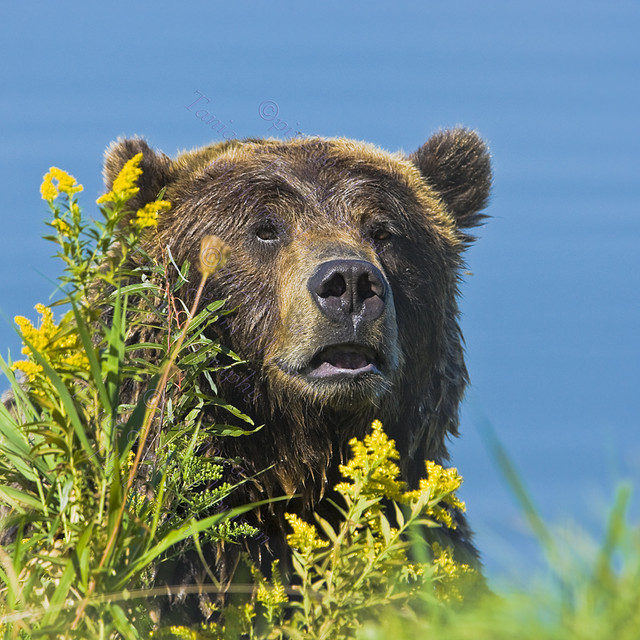 PEEK-A-BOO
Grizzly Bear
Ursus horibilis
Sept. 10, 2008