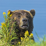 PEEK-A-BOO
Grizzly Bear
Ursus horibilis
Sept. 10, 2008