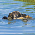 RUBBER DUCKY ... YOU'RE THE ONE!
Grizzly bear
Ursus horibilis
Sept. 10, 2008