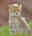 BIG BOY NOW
Cheetah
Acinonyx jubatus
Oct. 26, 2008