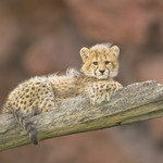 PICTURE PERFECT
Cheetah
Acinonyx jubatus
Oct. 26, 2008