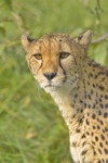 WATCHFUL STARE
Cheetah
Acinonyx jubatus
Oct. 26, 2008