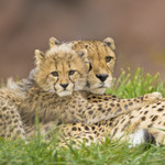 ME AND MOM
Cheetah
Acinonyx jubatus
Oct. 26, 2008