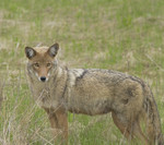 EASTERN COYOTE
Canis latrans
May 10, 2009