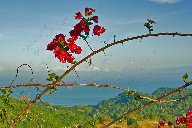 FLOWERS OF COSTA RICA