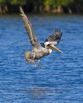 SOFT LANDING
Brown Pelican
Pelicanus occidentalis
January 30, 2008