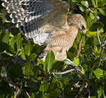 RED-SHOULDERED HAWK
Buteo lineatus
January 22, 2008