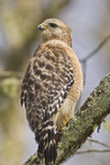 RED-SHOULDERED HAWK
Buteo lineatus
January 20, 2008