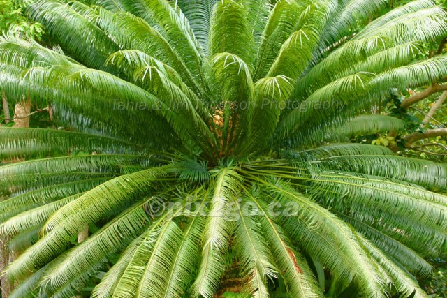 EXOTIC PALM
