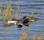 AMERICAN ALLIGATOR
Alligator mississippiensis
Dec. 6, 2009