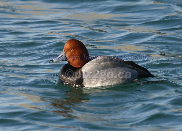 RED TIDE
Redhead duck
Aytha americana
March 22, 2005