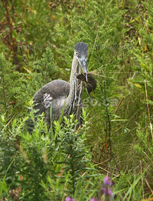 MOUSE IN THE MOUTH
Great Blue Heron
Ardea herodias
Aug. 20, 2005