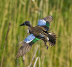 BLUE ON BLUE
Blue-Winged Teal
Anas discors
May 25, 2008
