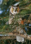 HOOTY
Long-eared Owl
Asio otus
Feb. 23, 2005
