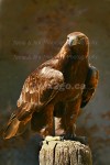 BEAUTY IN BEAST
Golden Eagle
Aquila chrysaetos
May 25, 2005